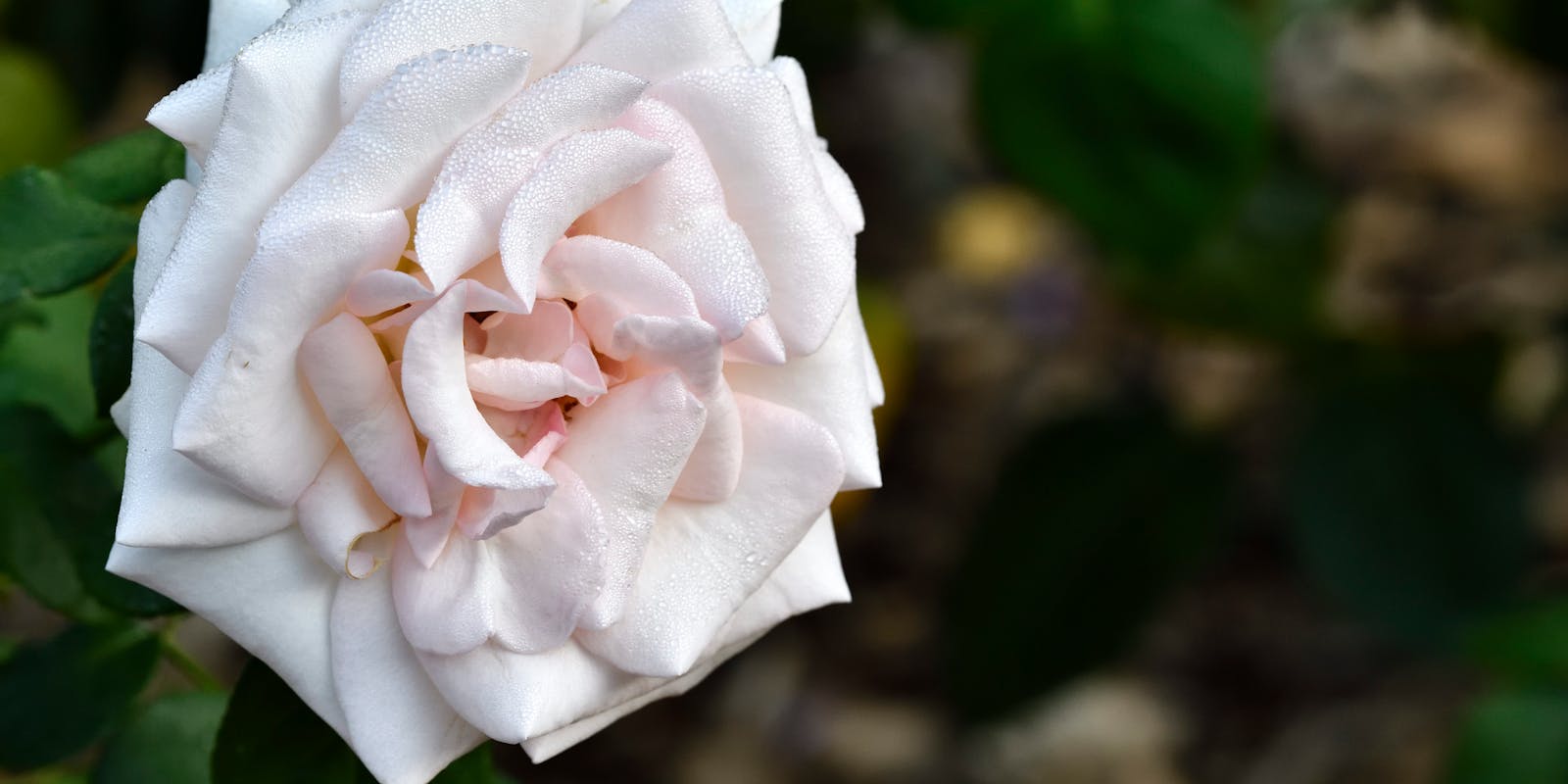 picture of pink and white rose